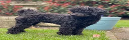 Toy Poodle dogs for sale: KC REGISTERED BLACK TOY POODLE FEMALE - Advert 17