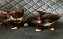 Bengal cats for sale: Bengal cross kittens - Image 2