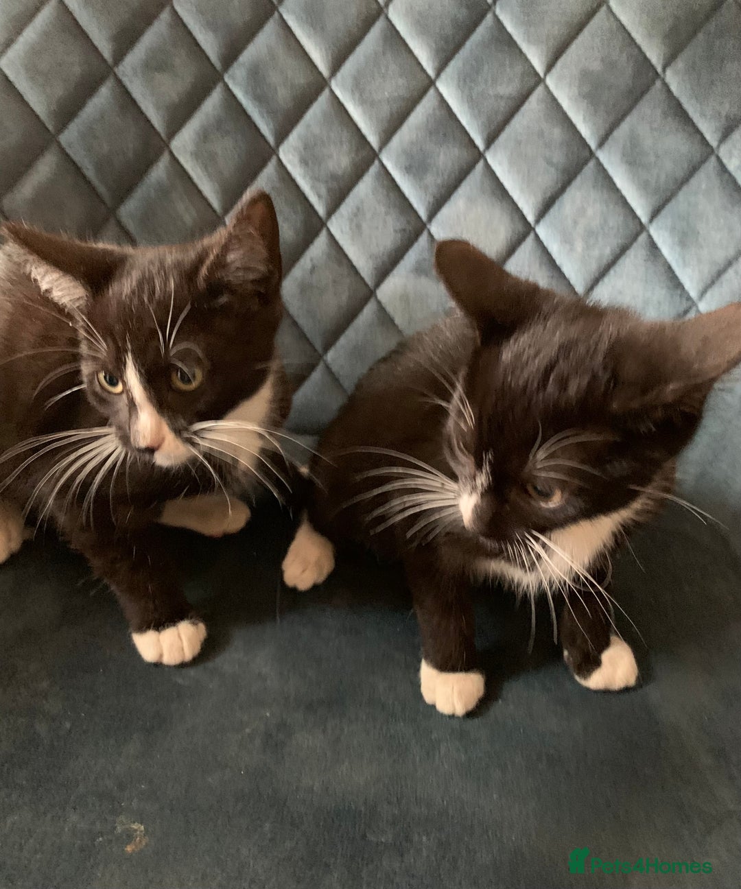 Bengal cats for sale: Bengal cross kittens - Image 2