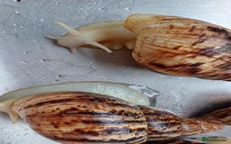 Snails invertebrates for sale: 2 x Albino achatina reticulata  - Image 3