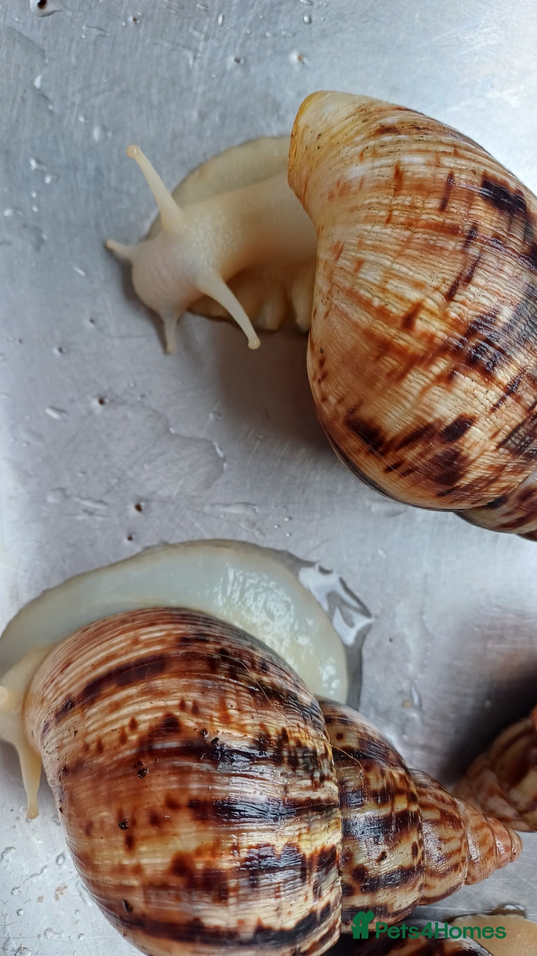 Snails invertebrates for sale: 2 x Albino achatina reticulata  - Image 3