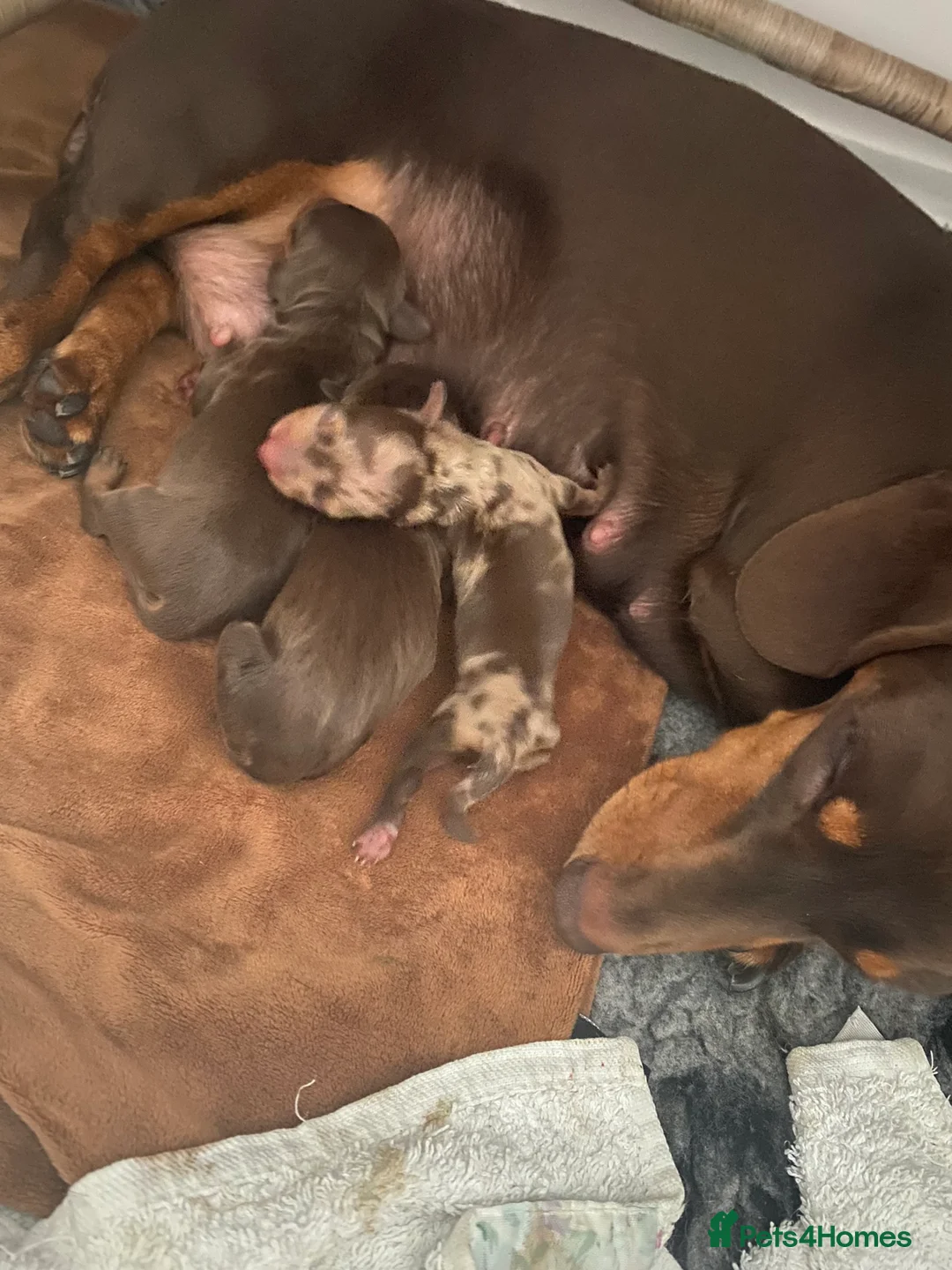 Miniature Dachshund dogs for stud: STUNNING CHOCOLATE DAPPLE FOR STUD ONLY in Benfleet - Advert 3