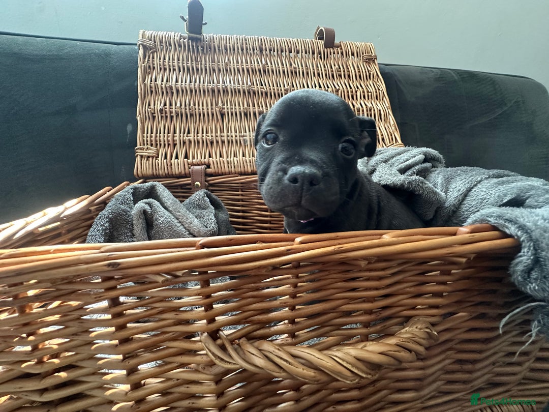 Staffordshire Bull Terrier dogs for sale: Blue and Black Staffordshire Bull Terriers - Image 14