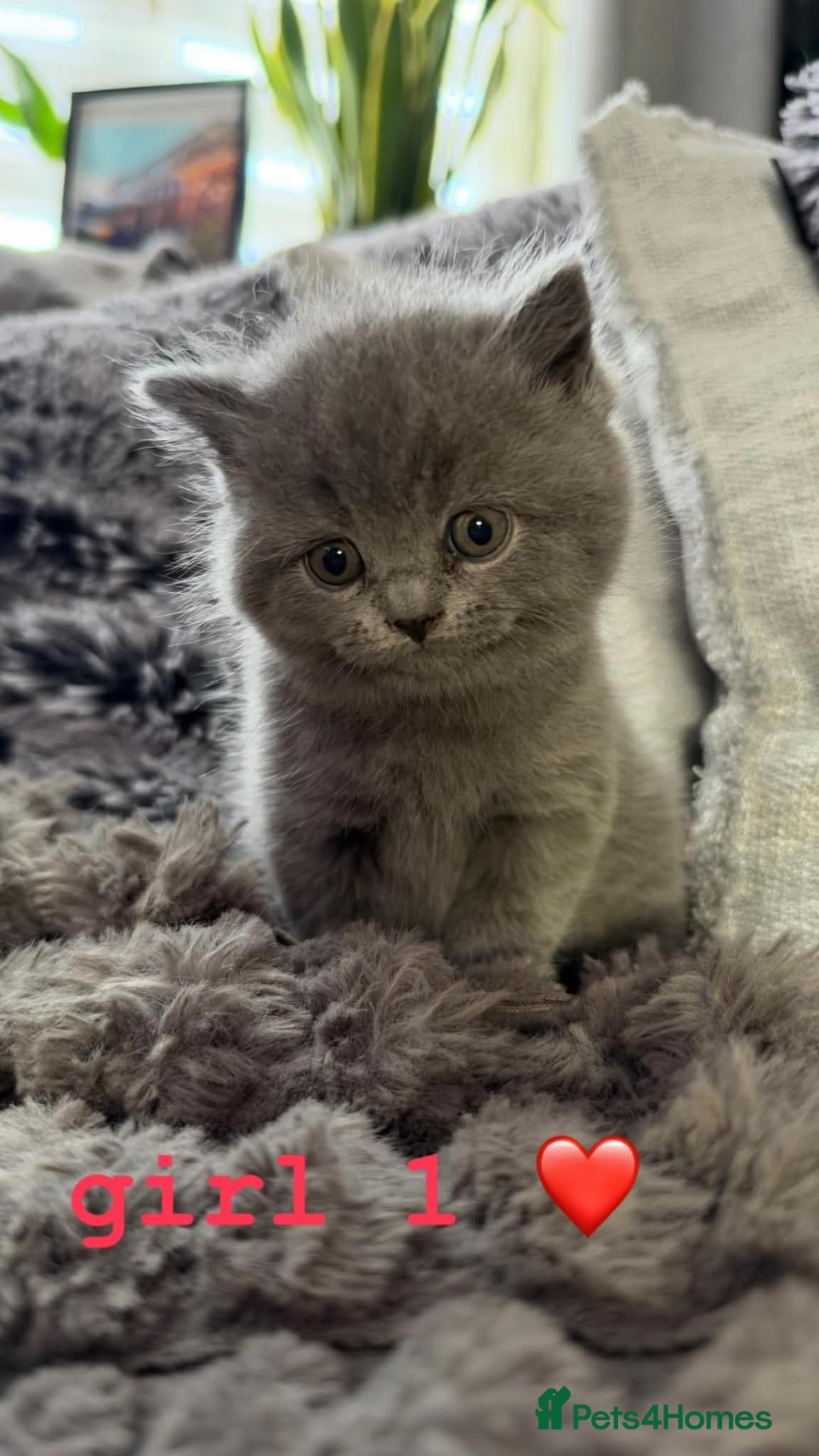 British Shorthair cats for sale: Beautiful British Shorthair Kittens - Advert 20