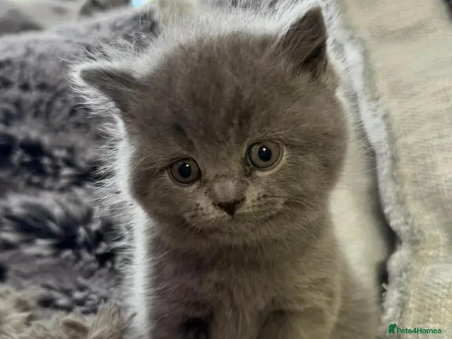 British Shorthair cats for sale: Beautiful British Shorthair Kittens - Advert 7