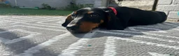 Dachshund dogs for sale: Black and tan in Blackwood - Advert 1
