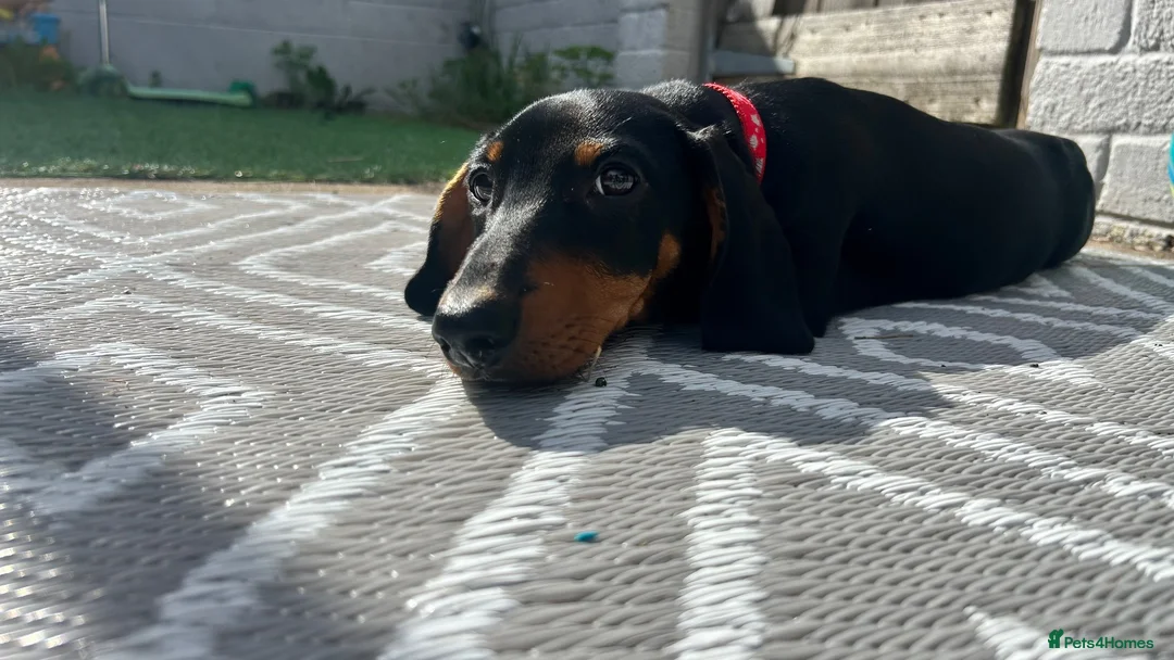 Dachshund dogs for sale: Black and tan in Blackwood - Advert 1