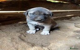 Anatolian Shepherd dogs for sale: Malakli Puppies - Image 14