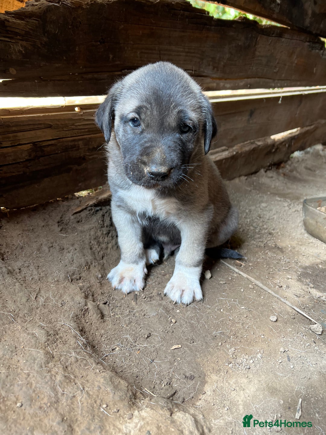 Anatolian Shepherd dogs for sale: Malakli Puppies - Image 14