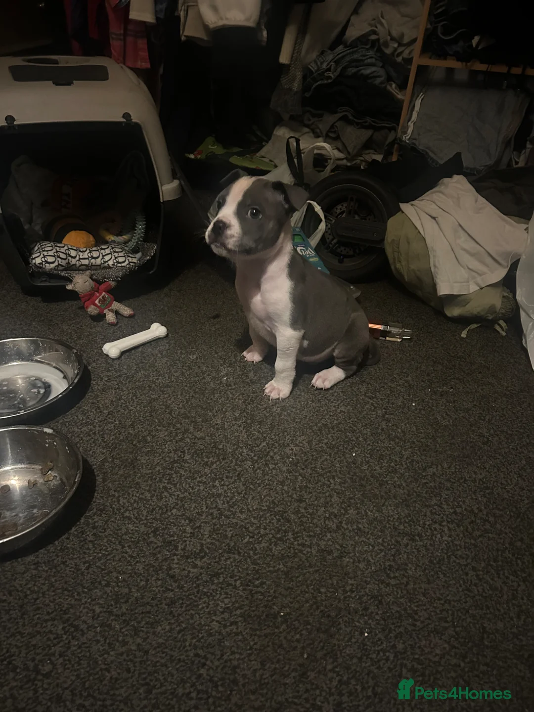 Staffordshire Bull Terrier dogs for sale: Staff in Gloucester - Advert 2
