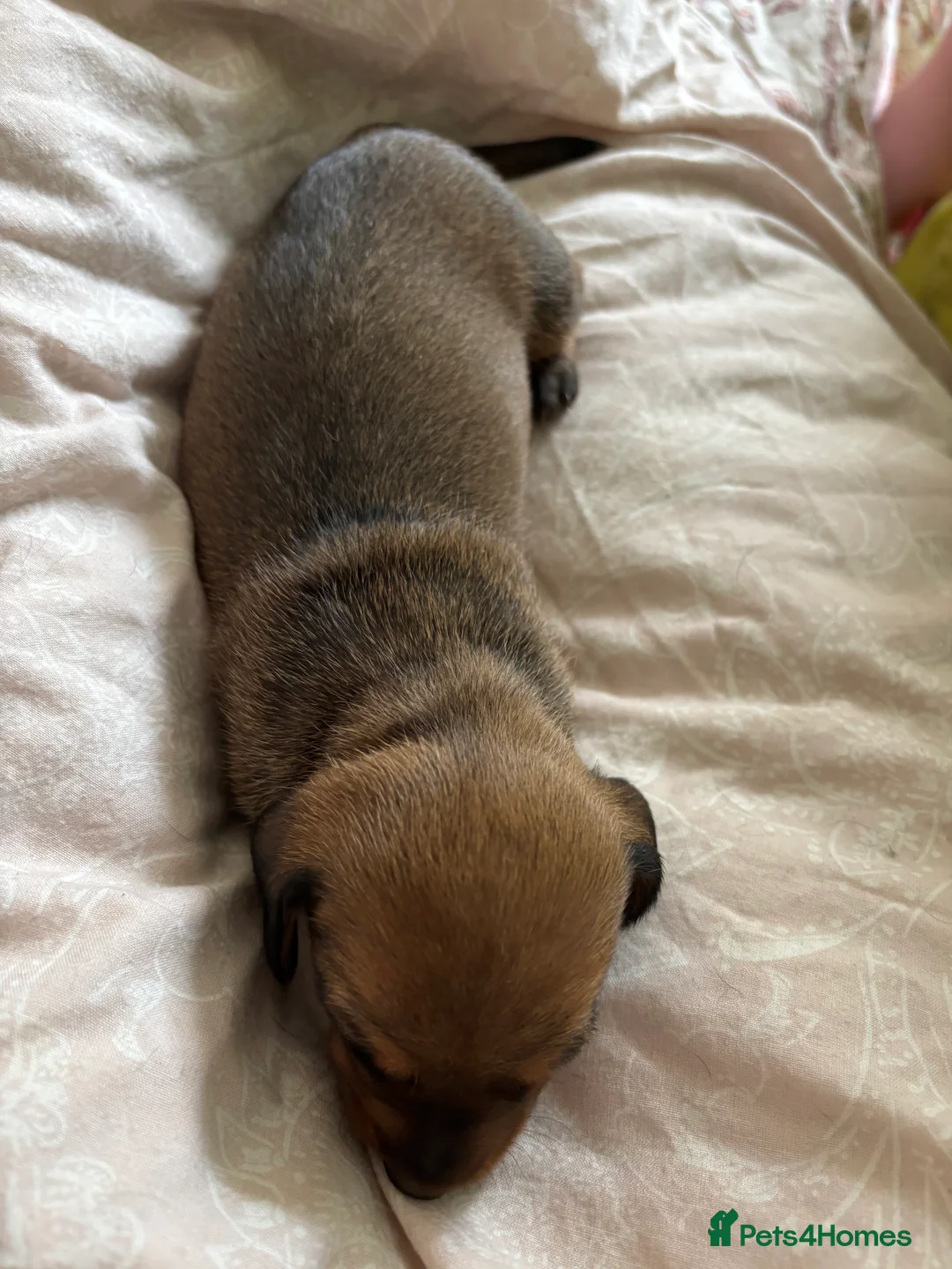 Dachshund dogs for sale: Dachshund puppies - Advert 7