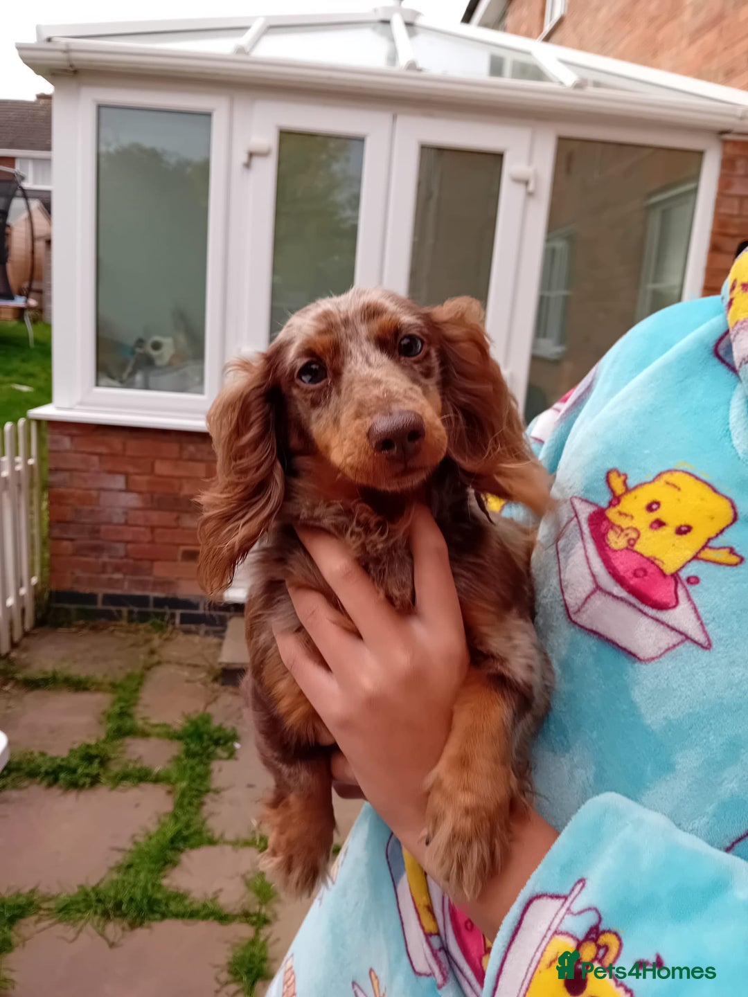 Miniature Dachshund dogs for sale: 2yr old chocolate dapple long haired MINI girl  - Image 1