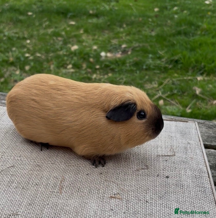 Guinea Pig rodents Beautiful baby guinea pigs. Swiss & Chinchilla. - Advert 2