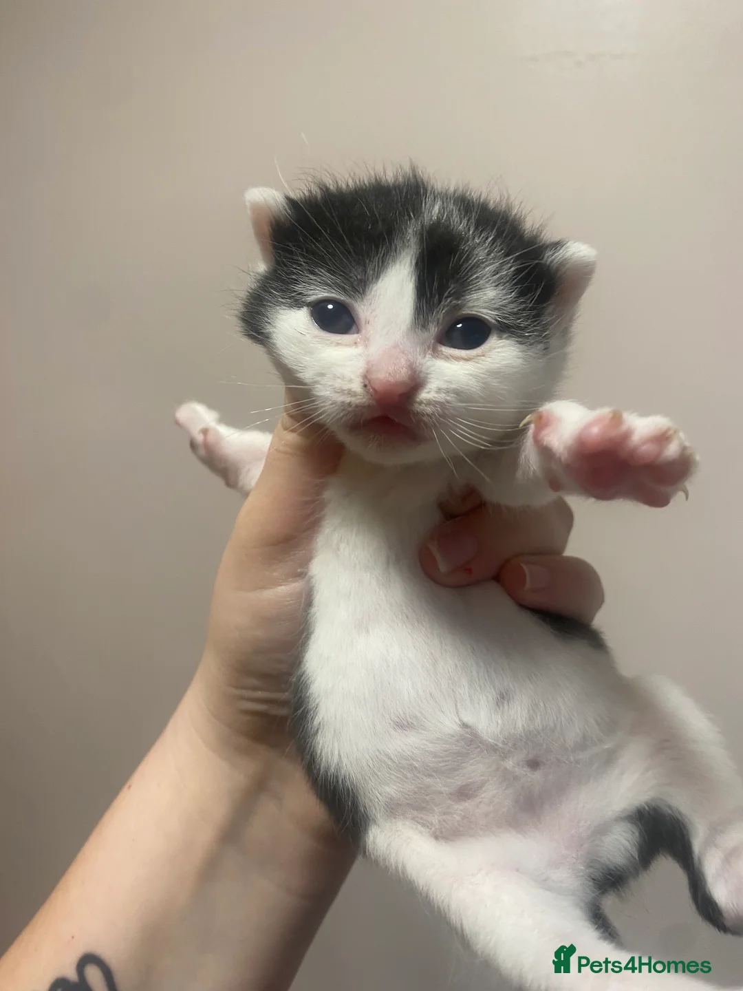 Mixed Breed cats for sale: Two little girls wanting a forever home - Advert 4