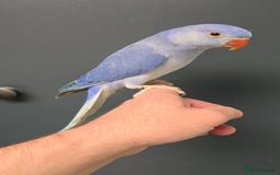 Ringnecks birds for sale: Lovely Handreared Ringnecks, Alexandrines, Conures - Image 17