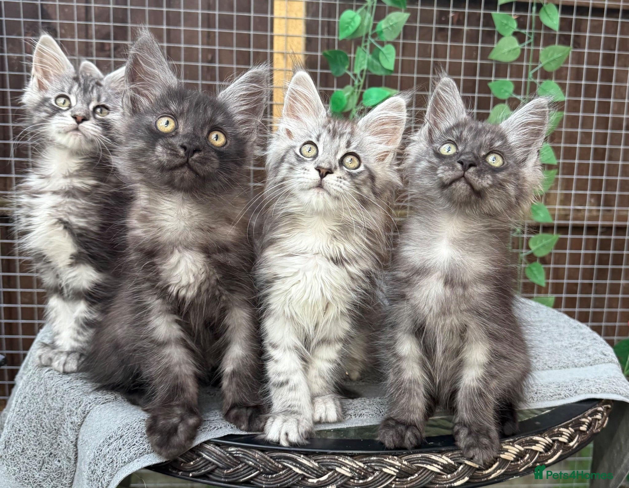 Maine Coon cats Maine coon kittens - Advert 2