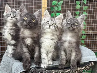 Maine Coon cats Maine coon kittens - Advert 2