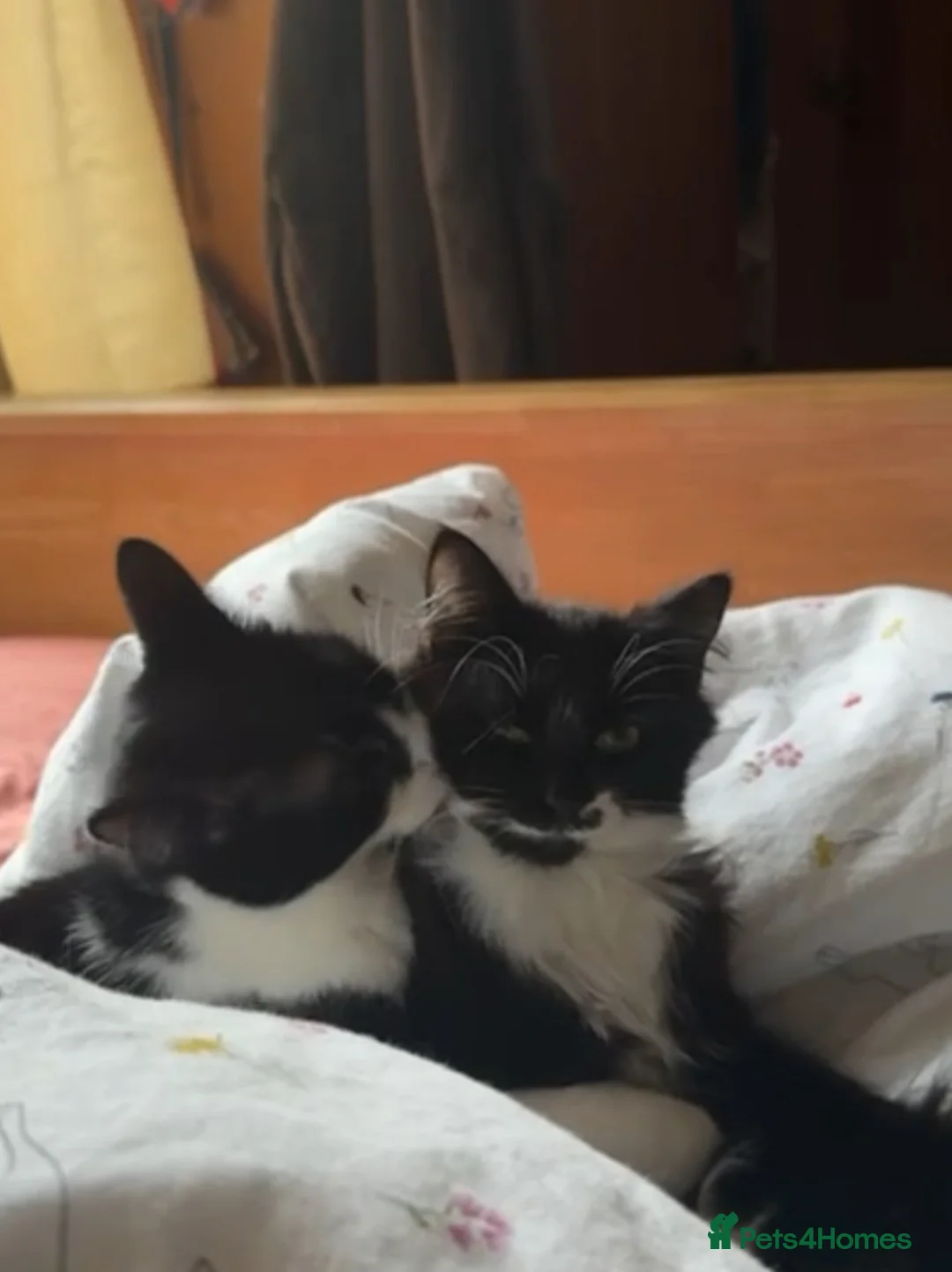 Mixed Breed cats for adoption: Bonded pair of male rescue kittens  - Advert 1