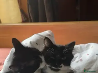 Mixed Breed cats Bonded pair of male rescue kittens - Advert 1