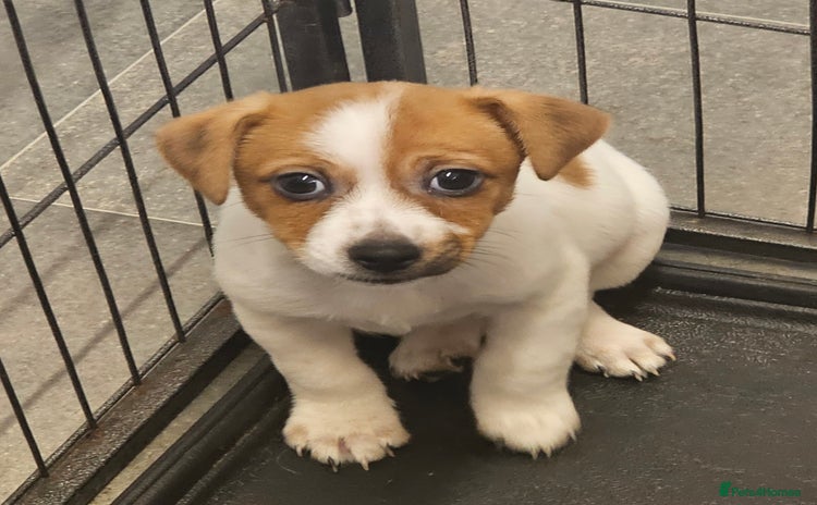 Jack Russell dogs - Advert 1