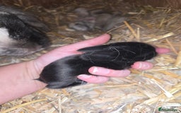 Mini Lop rabbits for sale: Stunning mini lops - Image 2