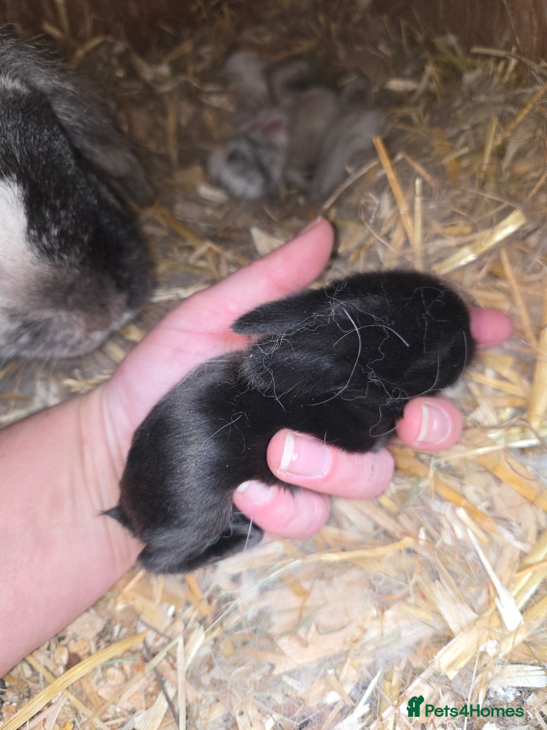 Mini Lop rabbits for sale: Stunning mini lops - Image 2