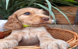Cocker Spaniel dogs for sale: Beautiful Show Type KC registered Cocker Spaniels  - Image 9