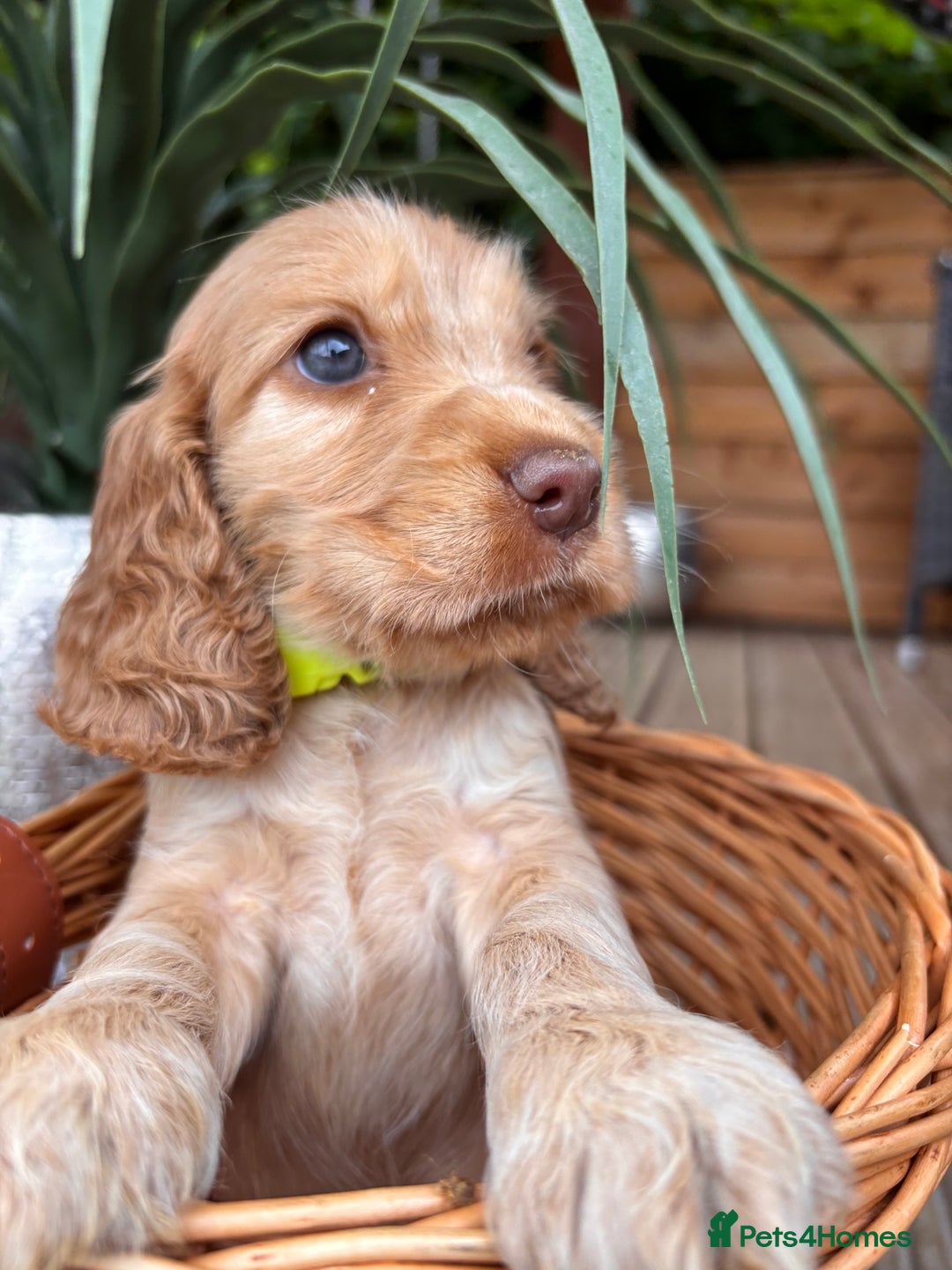 Cocker Spaniel dogs for sale: Beautiful Show Type KC registered Cocker Spaniels  - Image 9