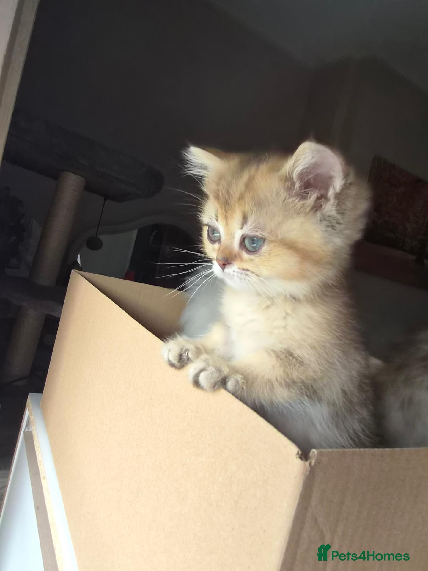 British Longhair cats Golden British longhair pure bloodline  - Advert 12