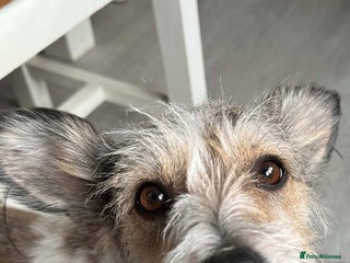 Mixed Breed dogs in Sleaford - Advert 6