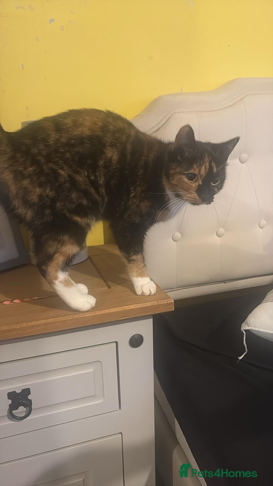 Domestic Shorthair cats Two Beautiful Sisters  - Advert 7