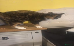 Domestic Shorthair cats for sale: Two Beautiful Sisters  - Image 1