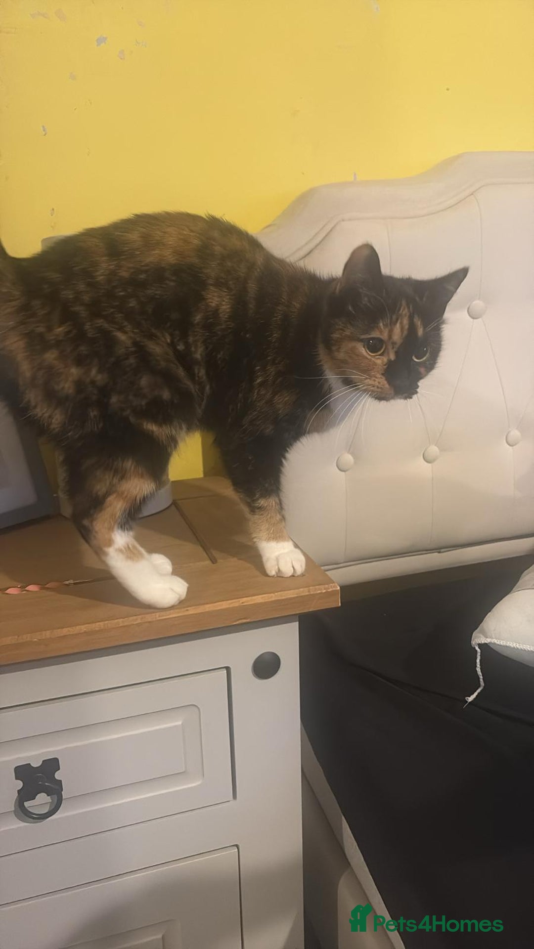 Domestic Shorthair cats for sale: Two Beautiful Sisters  - Image 1