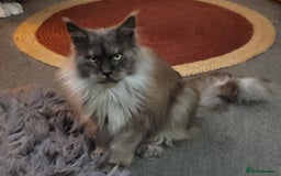 Maine Coon cats for sale: Amazing male Mainecoon  - Image 5