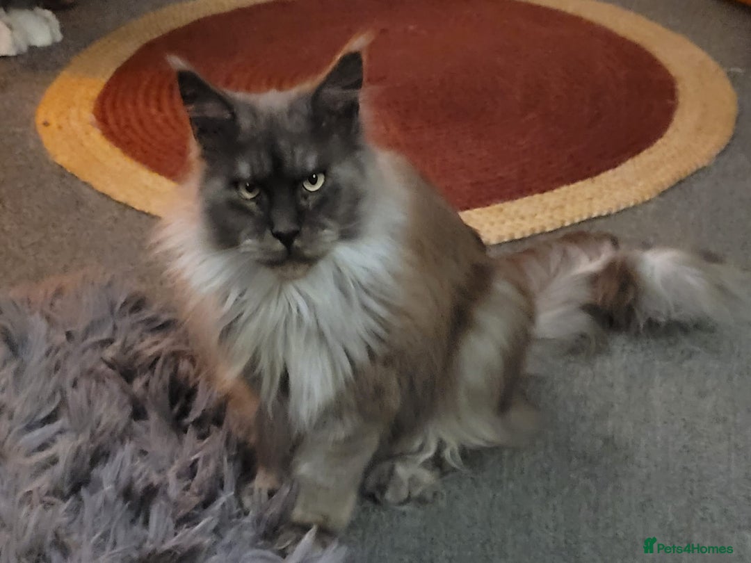 Maine Coon cats for sale: Amazing male Mainecoon  - Image 5