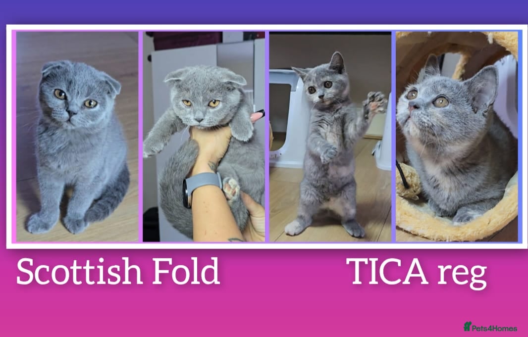 Scottish Fold cats TICA Vaccinated&Ready  toLeave SCOTTISH FOLD  - Advert 1