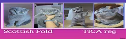 Scottish Fold cats for sale: TICA Vaccinated&Ready  toLeave SCOTTISH FOLD  - Advert 1