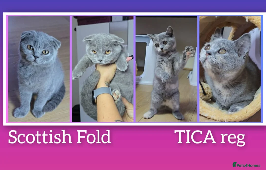 Scottish Fold cats for sale: TICA Vaccinated&Ready  toLeave SCOTTISH FOLD  - Advert 1