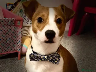 Jack Russell dogs Handsome Jack Russel boy 🐶 - Advert 2