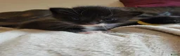Domestic Shorthair cats for sale: Adorable Kittens For Sale - Advert 2