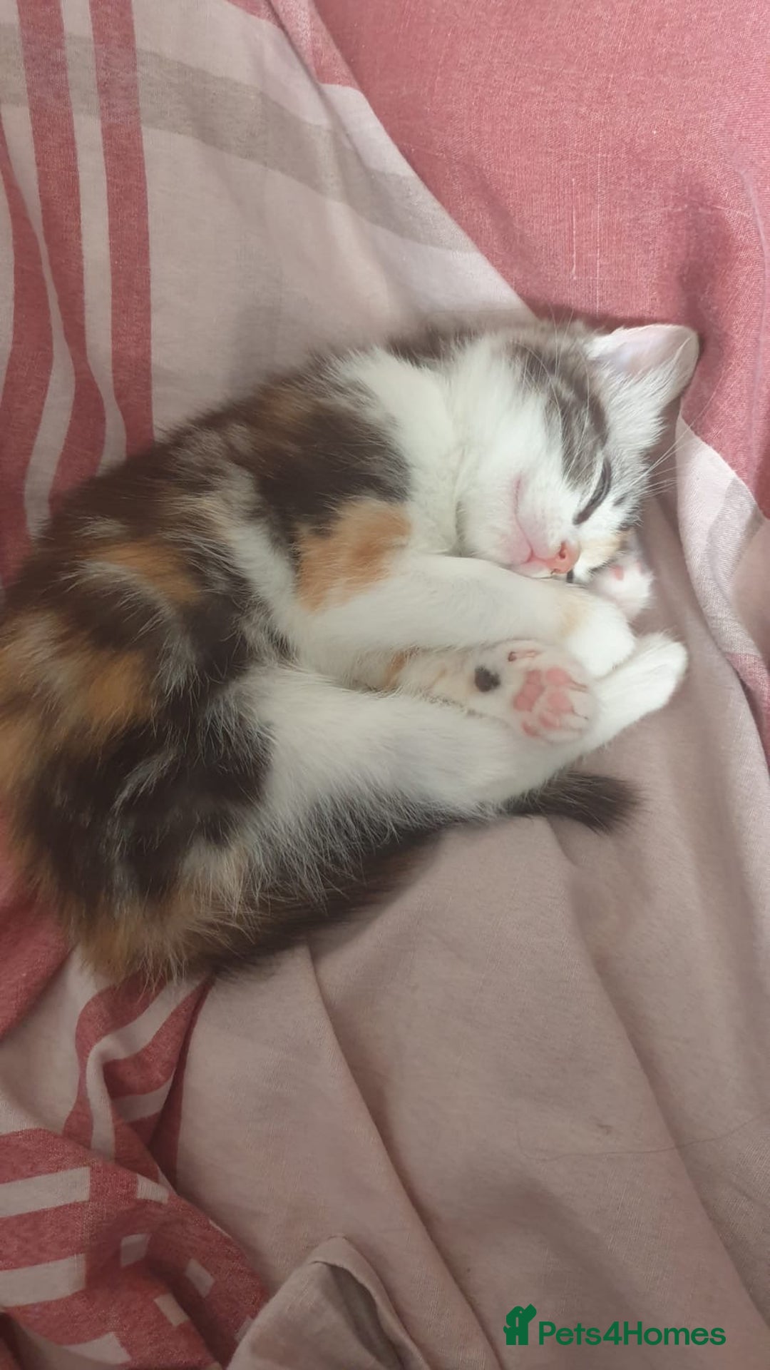 Ragdoll cats for sale: Ragdoll x tortoise shell kittens - Image 3