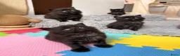 Maine Coon cats for sale: 🐈‍⬛ Maine Coon Kittens 3 Girls and 2 Boys 🐈‍⬛ - Advert 8