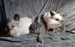 Lionhead rabbits for sale: Lovely floofy little lionheads males and females - Image 16