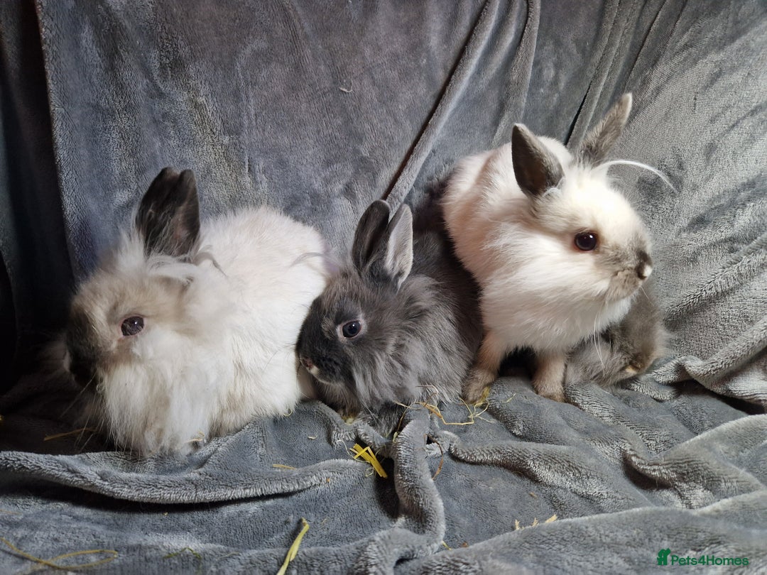 Lionhead rabbits for sale: Lovely floofy little lionheads males and females - Image 16