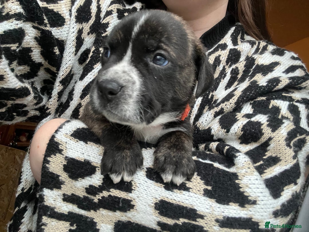 Mixed Breed dogs for sale: Presa Canario X American Bulldog puppies - Advert 6