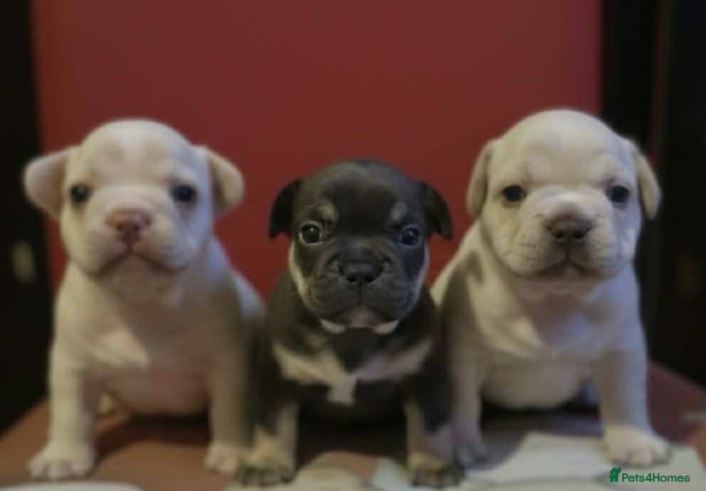 French Bulldog dogs French bulldog - Advert 3