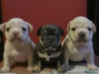 French Bulldog dogs French bulldog - Advert 3