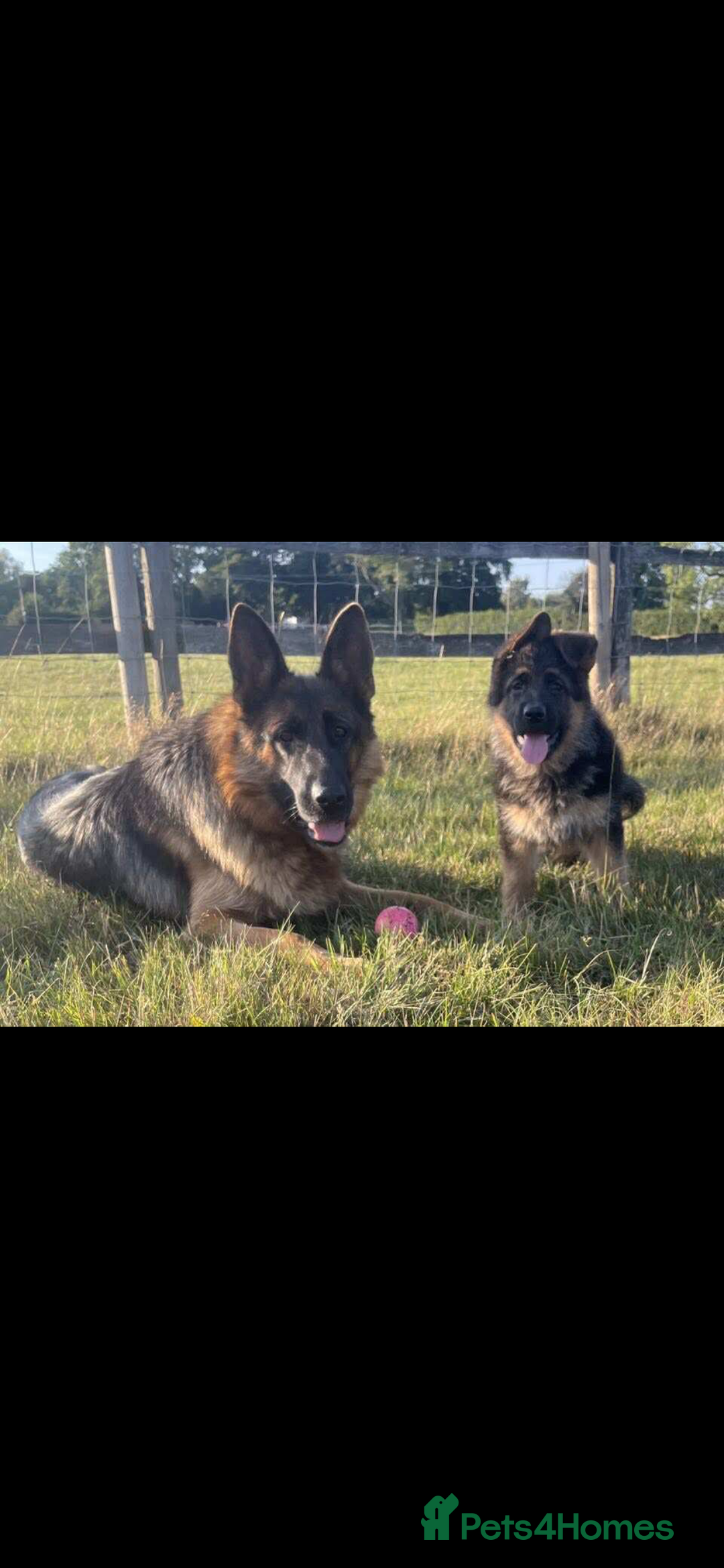 German Shepherd dogs for sale: German Shepherds looking for new homes  - Image 4