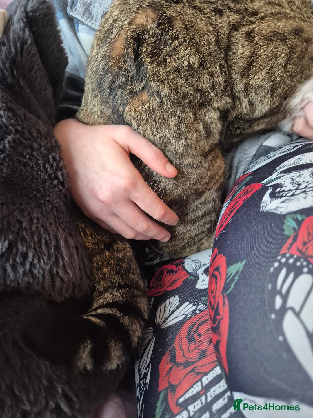 Selkirk Rex cats for sale: Pedigree selkirk rex cuddliest boy - Advert 11