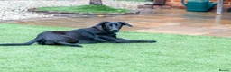 Mixed Breed dogs for adoption: Lovely Lilly - Advert 27